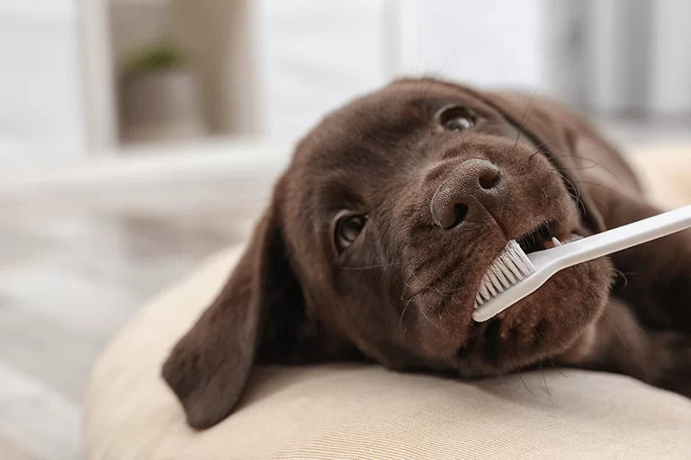 アルカリ電解水はペットの歯石除去や歯磨きができる?気になる注意点を紹介